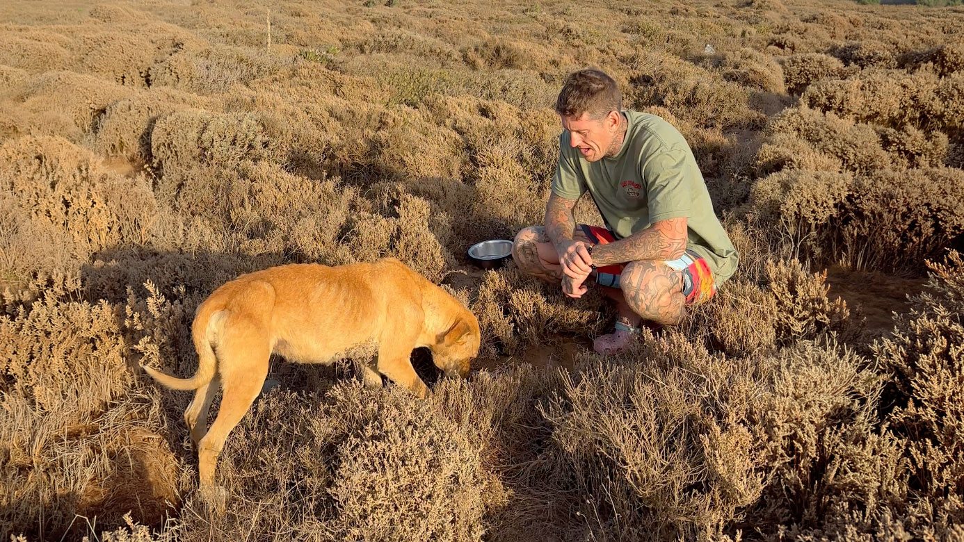 Jamie Leibert feeding a stray dog on the road as part of the daily Feed A Stray A Day commitment